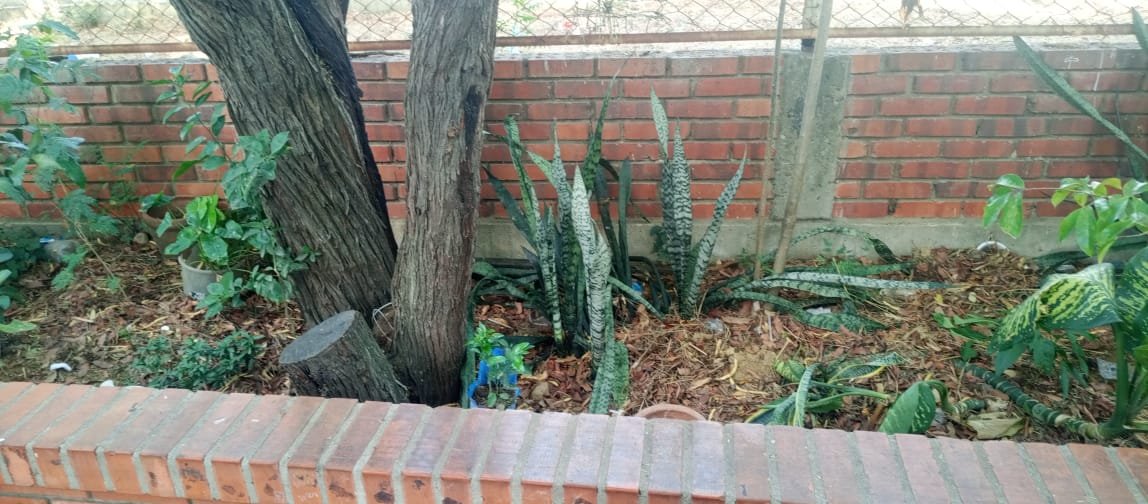 Niños con plantas